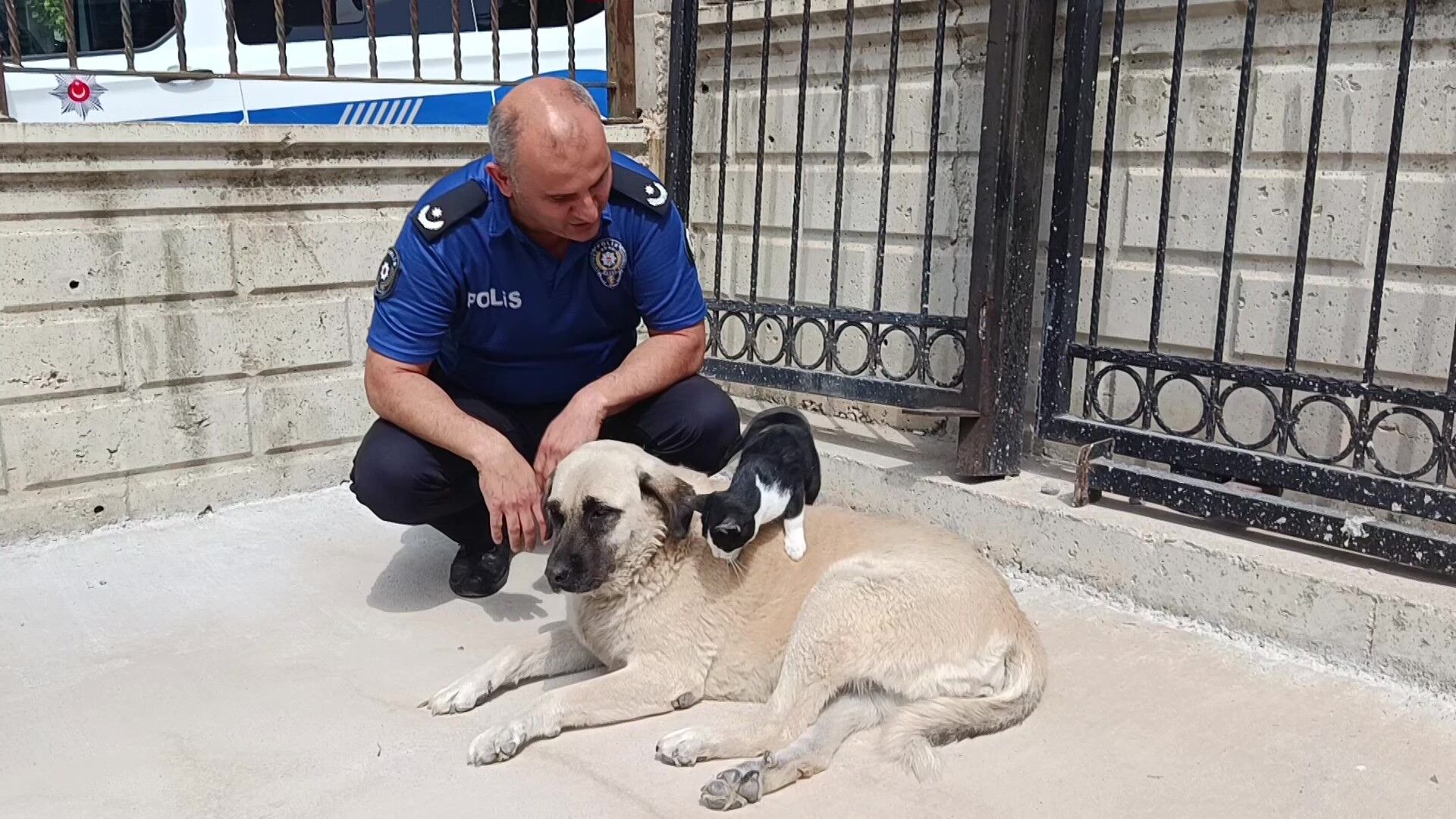 Görenleri Şaşırtan Dostluk Kedi Köpeği Annesi Sanıyor (2)