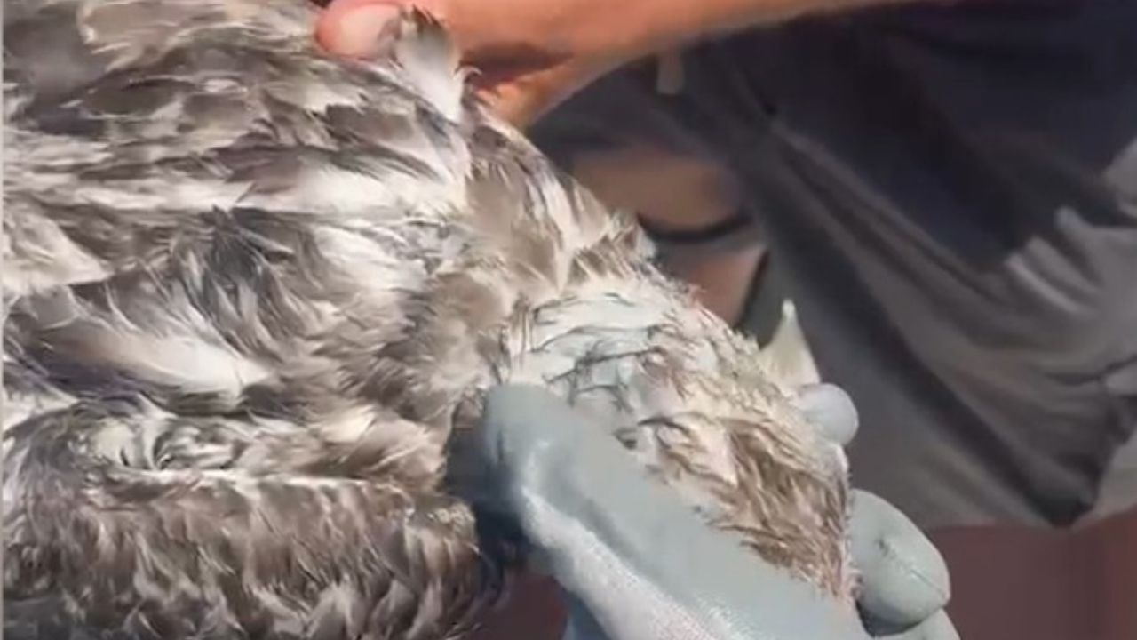 İzmir'de Martı Için Zamanla Yarıştılar! Ekipler Seferber Oldu (2)