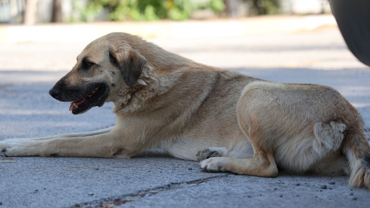 Kedi Tırmalamasıyla Da Kuduz Bulaşabilir! Uzman Isim Uyardı Her Kedi Kuduz Değil Ama Bu Belirtiye Dikkat (2)