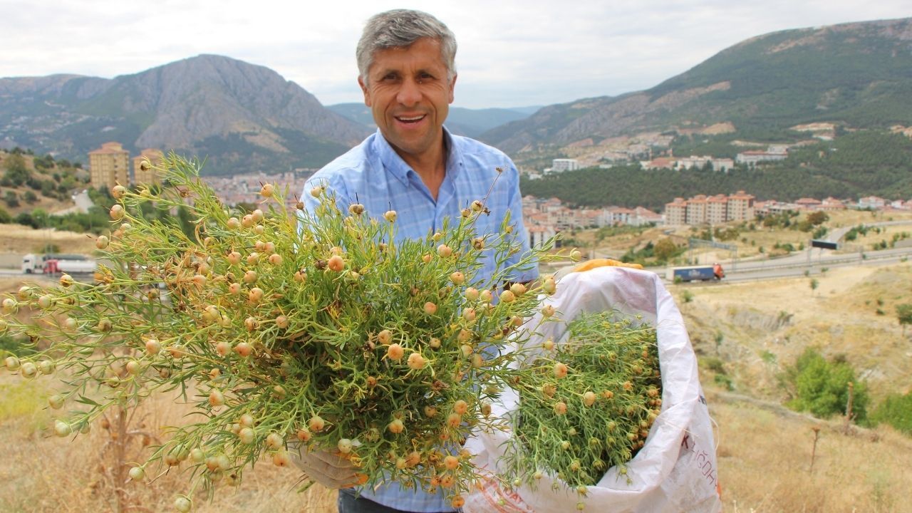 Nazardan Koruduğuna Inanılıyor! Hasadı Başladı Buketi 150 Tl’den Satılıyor (1)