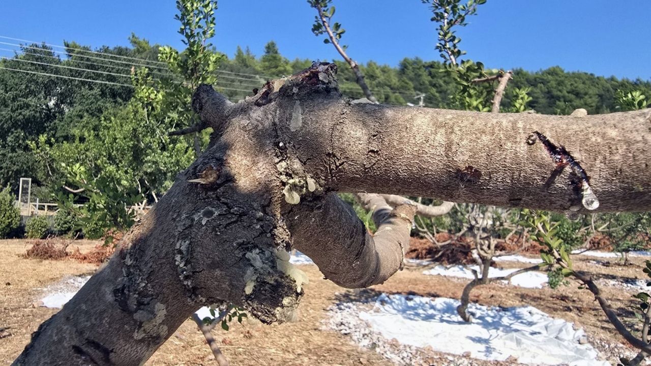 Sakız2-1