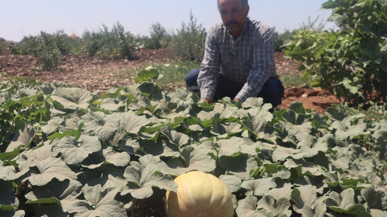 Yüzyıllık Ata Tohumları Yeniden Ürün Verdi! Keşlik Kavunu Hasatta (2)