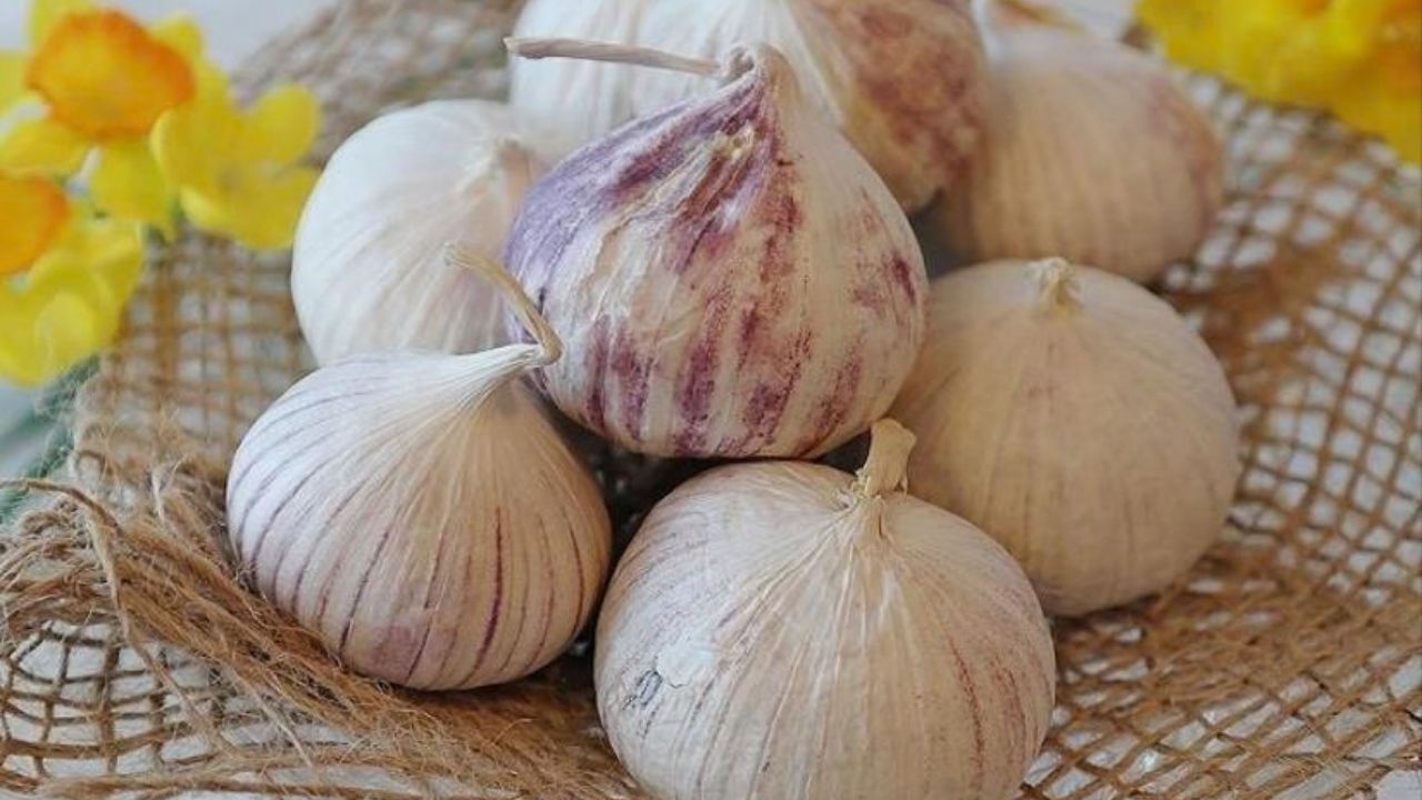 Aroma Ve Yapısıyla Klasik Sarımsaktan Ayrılıyor Bu Sarımsak Türünü Hiç Denemiş Miydiniz Dişleri Farkını Ortaya Koyuyor (2)