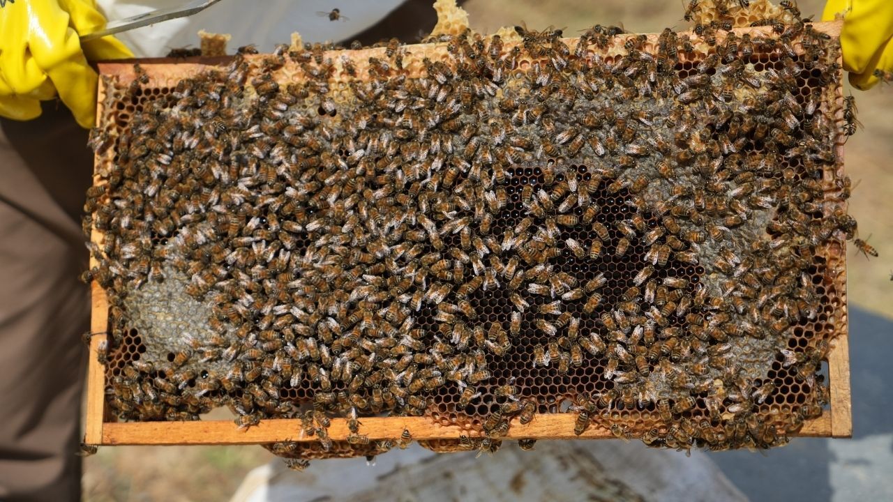 Kovanlar bölgeden taşınmaya başladı: 290 bin kovandan 700 tona yakın bal üretildi