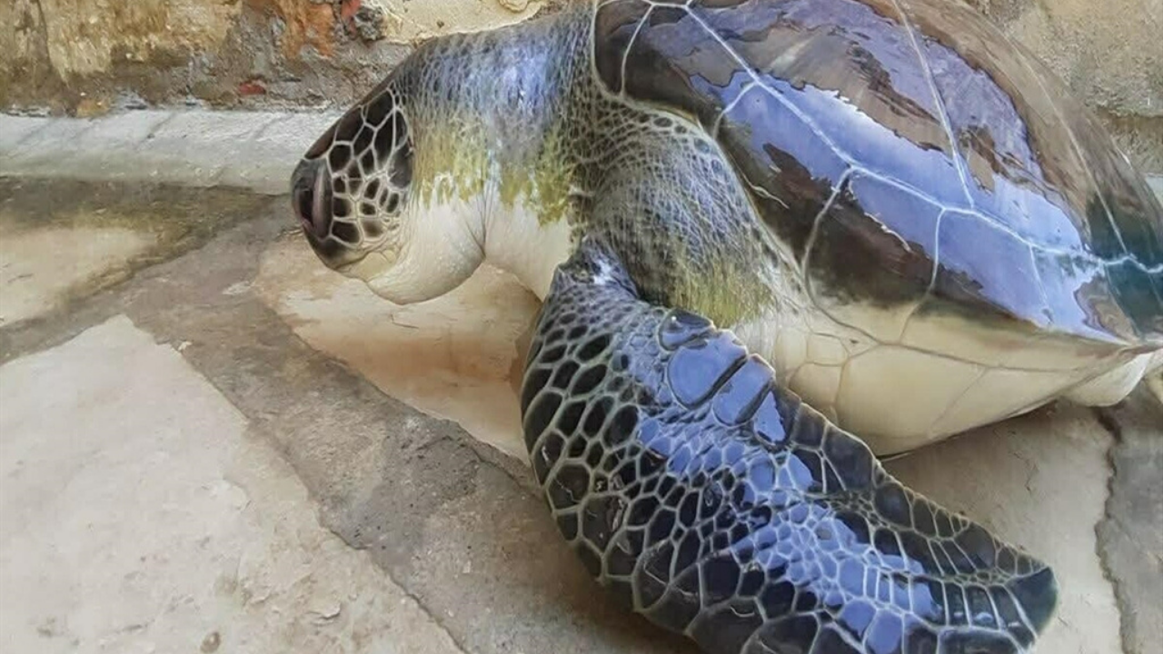 Kuşadası’nda endişelendiren tablo! 2 günde 4 deniz kaplumbağası ölü bulundu