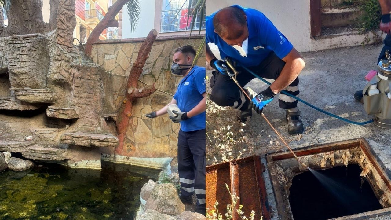 İzmir’de Yazlık Ev Sahiplerine Uyarı! Bir Haftada Üremeye Başlıyorlar