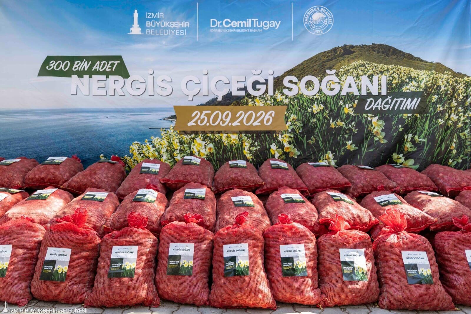 Karaburun’da Nergis Üreticilerine Yeni Destek 300 Bin Soğan Dağıtılıyor (2)