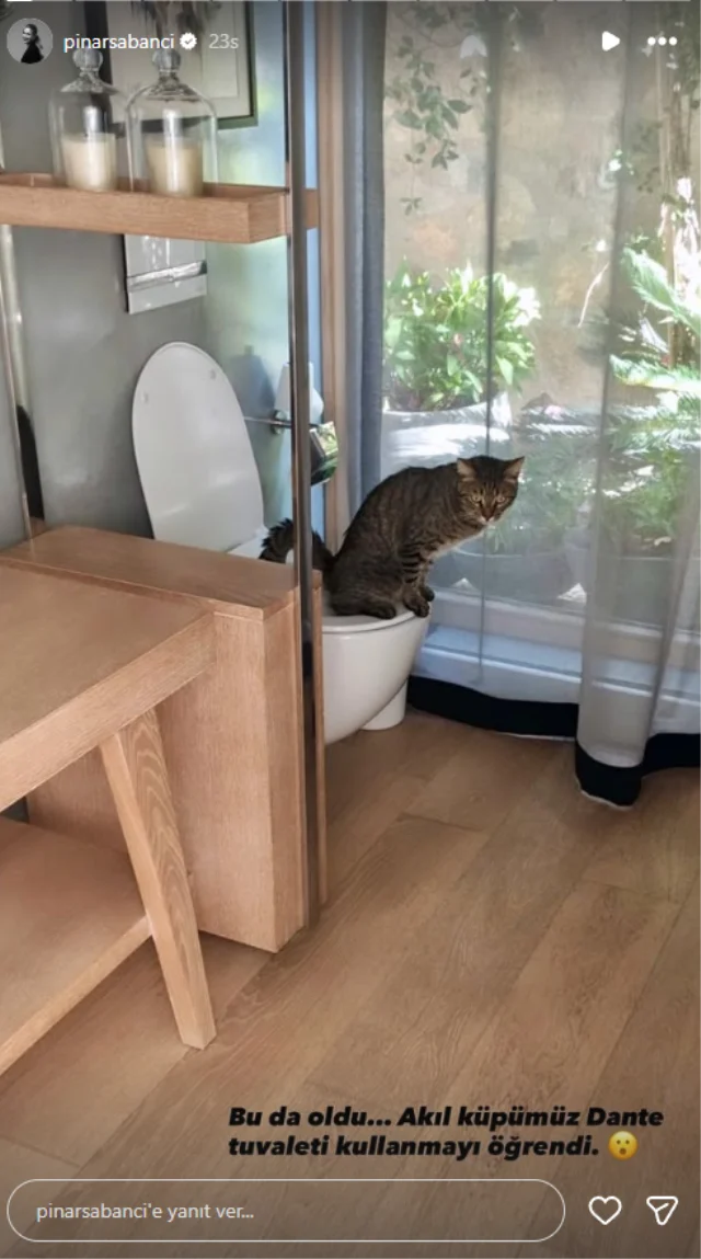 Kedi-16
