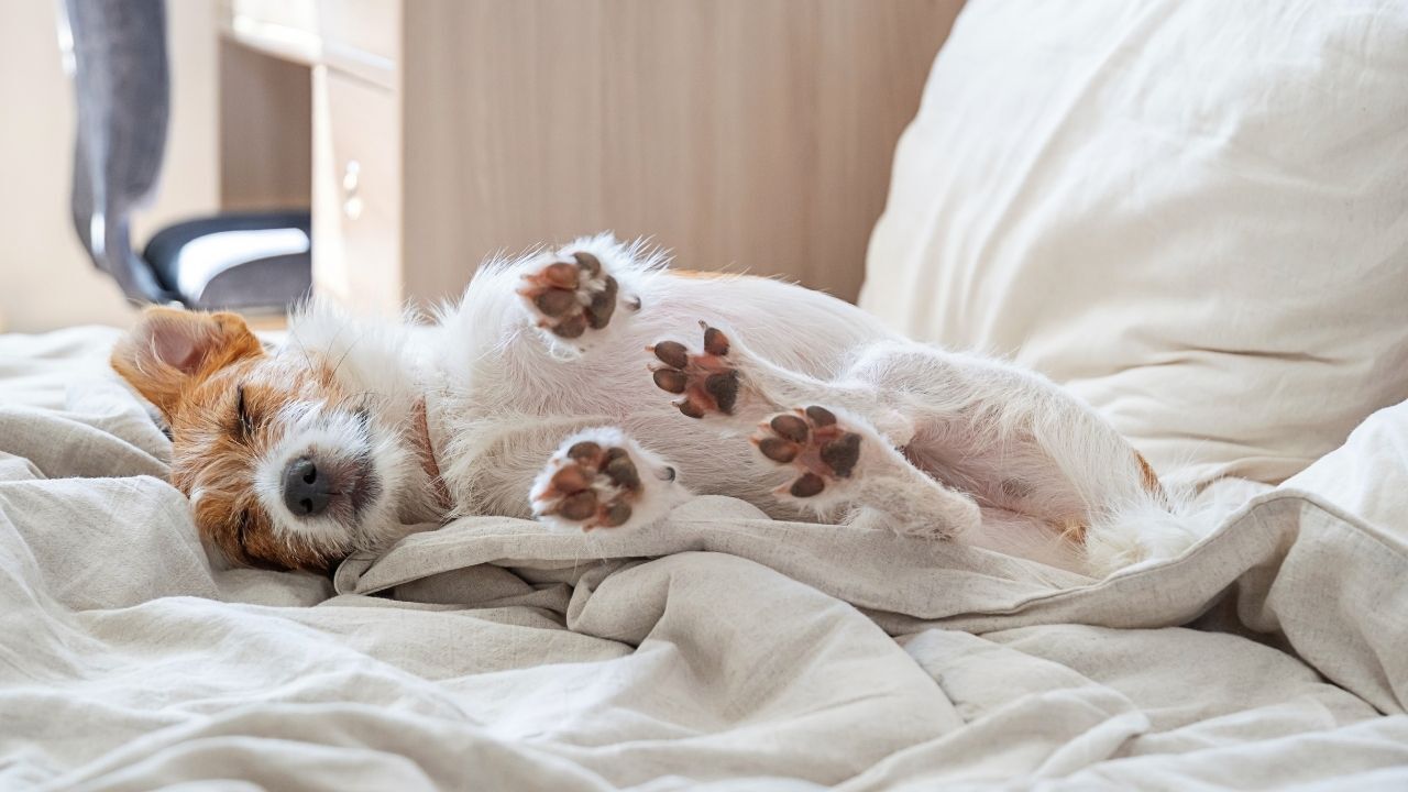 Köpekler Neden Göbeklerini Açar Her Zaman Sevgi Anlamına Gelmiyor Meğer Bu Davranışın Birden Fazla Anlamı Varmış (1)