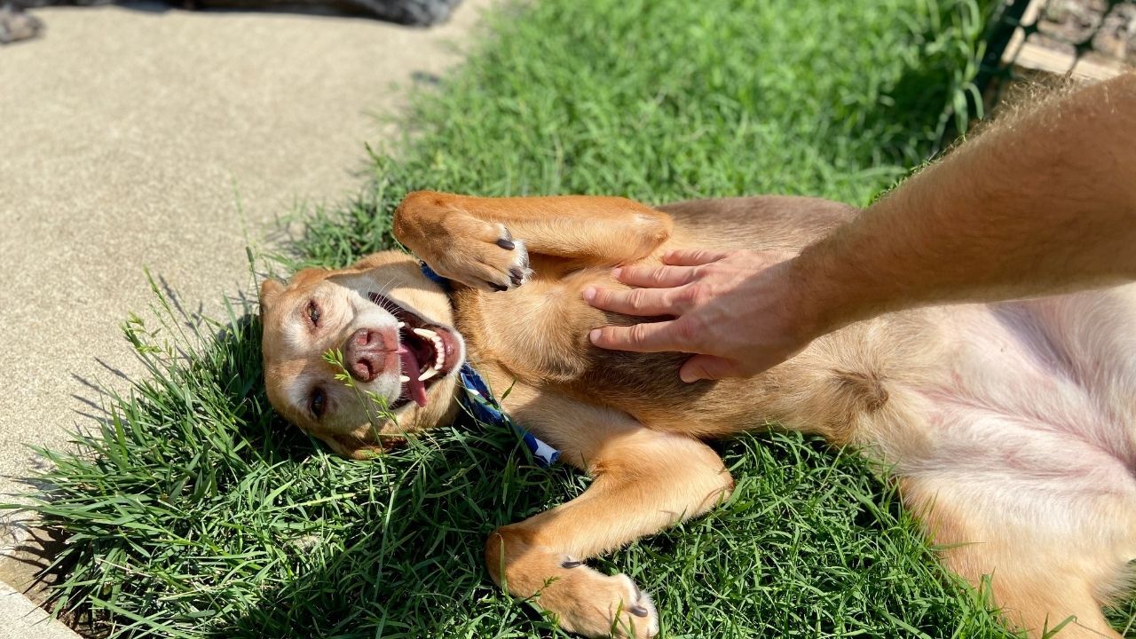 Köpekler neden göbeklerini açar? Her zaman sevgi anlamına gelmiyor: Meğer bu davranışın birden fazla anlamı varmış