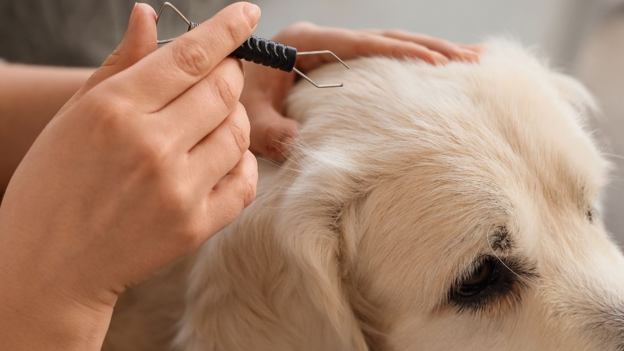 Köpeklerde kıtık oluşmaması için ne yapılır? Tüylerin düğümlenmesini önleyen bakım önerileri