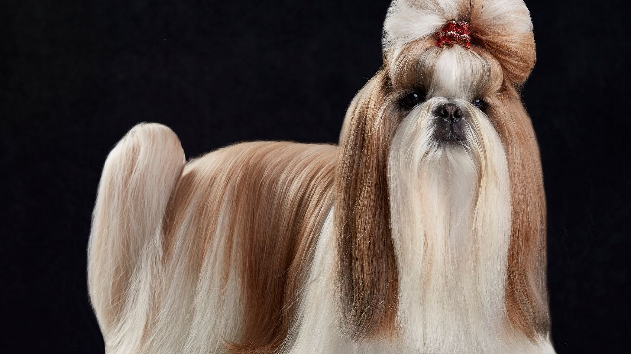 Köpeklerde Kıtık Oluşmaması Için Ne Yapılır Tüylerin Düğümlenmesini Önleyen Bakım Önerileri (2)