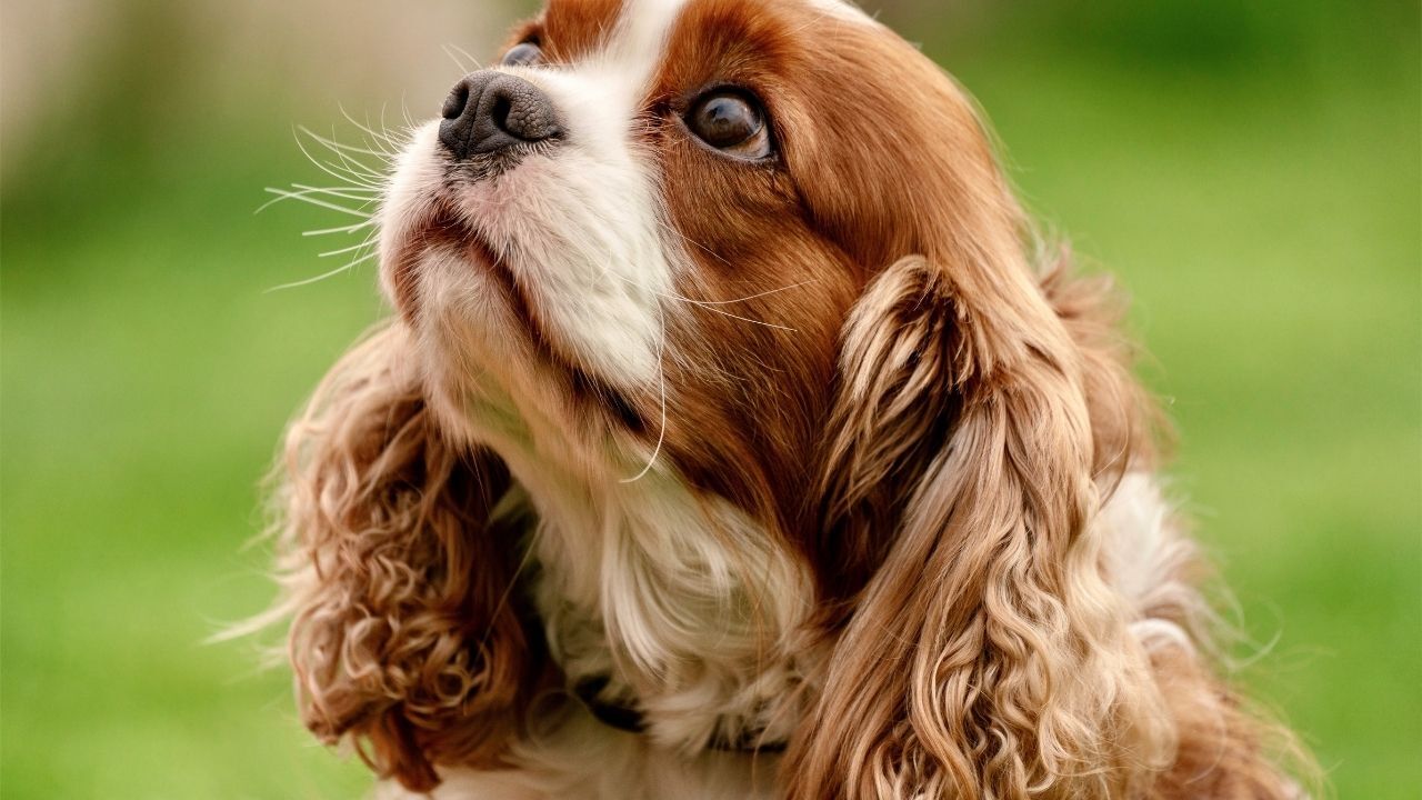 Köpeklerde Kıtık Oluşmaması Için Ne Yapılır Tüylerin Düğümlenmesini Önleyen Bakım Önerileri (3)