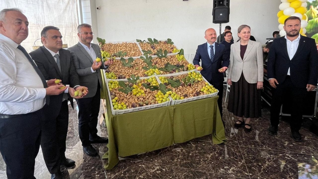 Nazilli Incir11