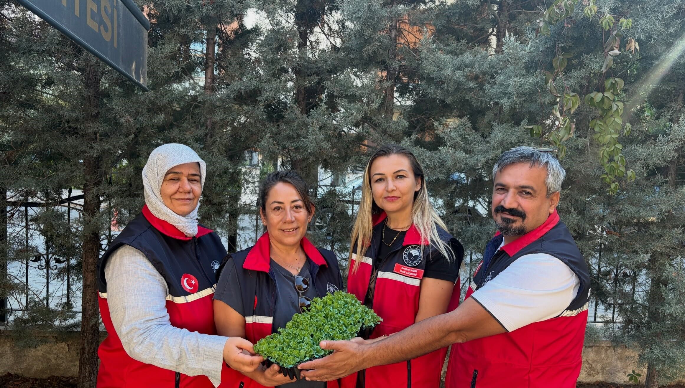Seracılara büyük destek: 300 bin marul fidesi dağıtıldı
