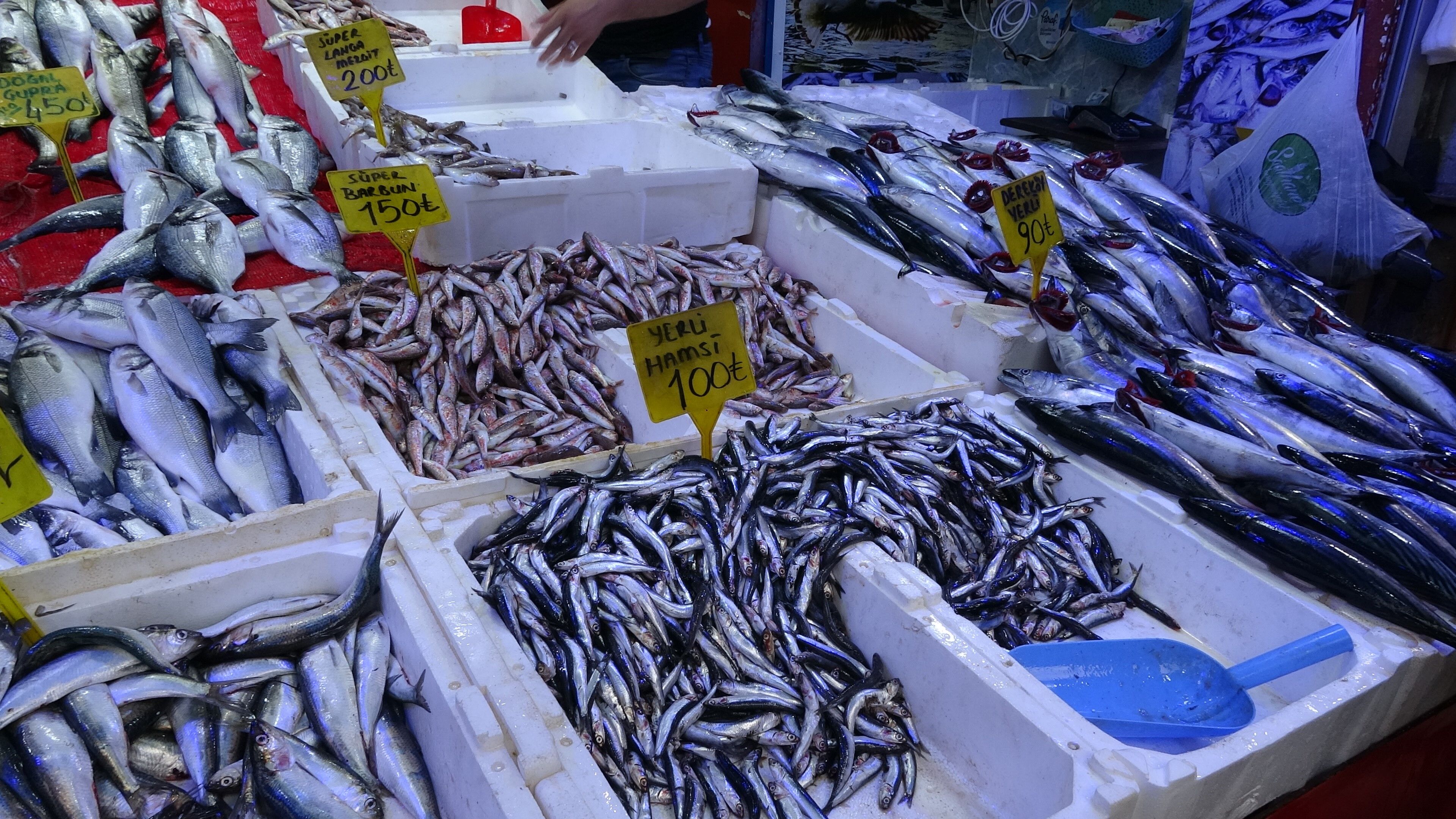 Sezon Başında 150 Tl’ydi, Şimdi 90 Tl Palamutta Fiyat Değişti (2)