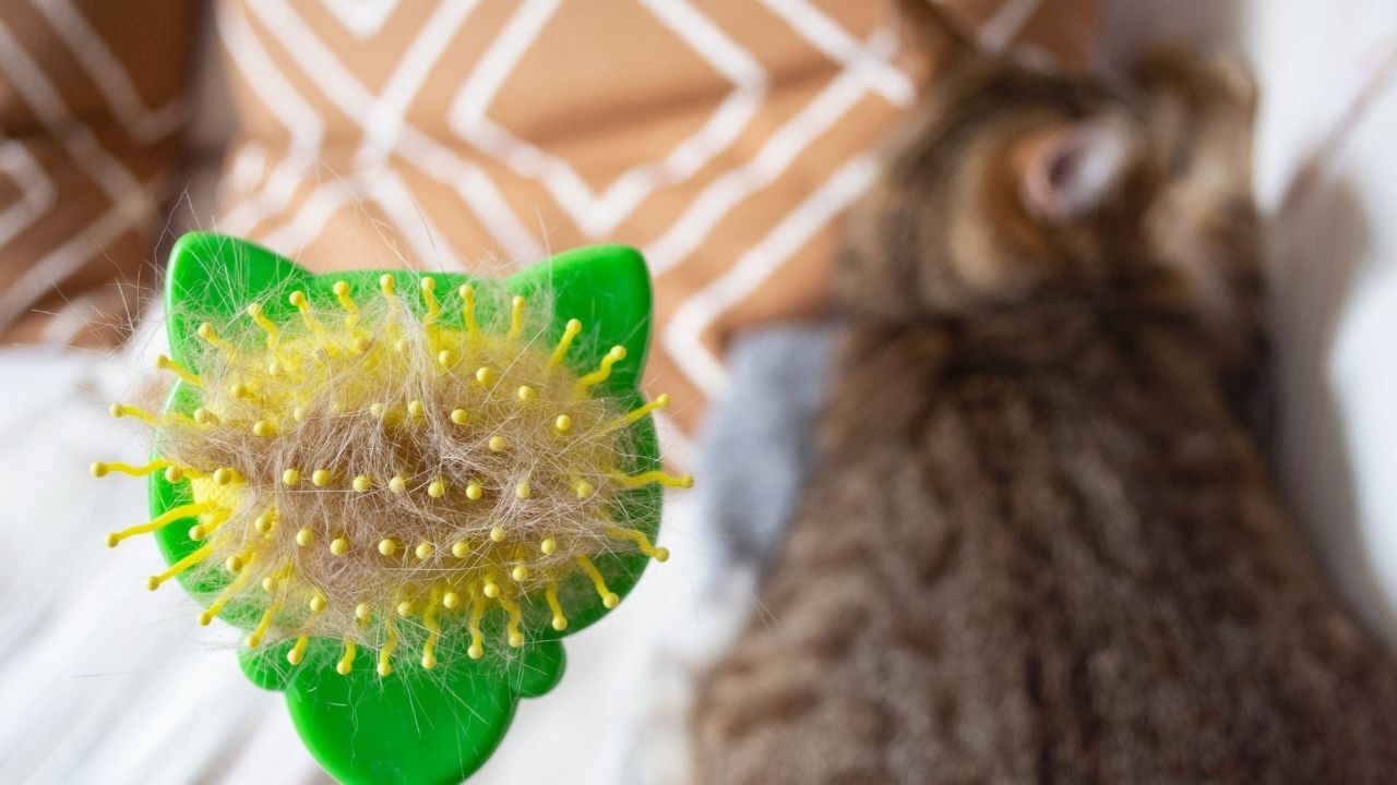 Sonbahar geldi, kediler tüy dökmeye başladı! Meğer nedeni sadece mevsim geçişi değilmiş