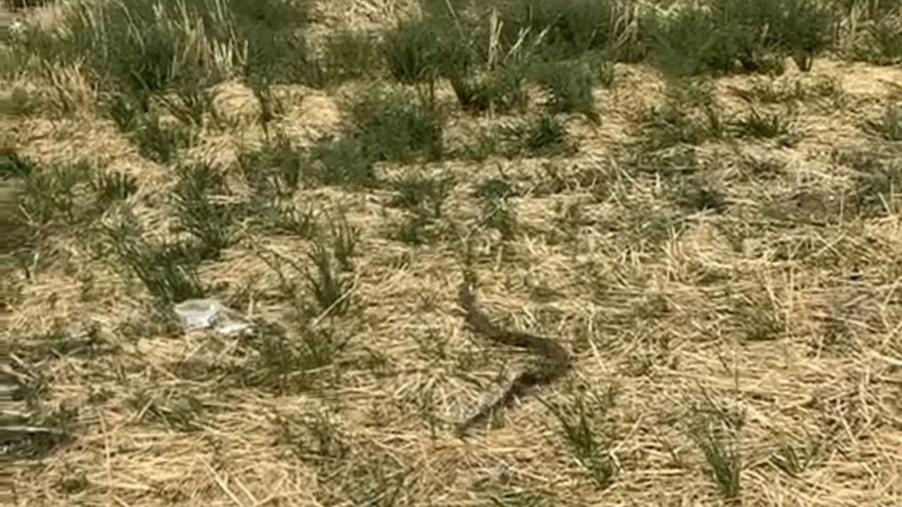 Vatandaşlar Fark Etti, Itfaiyeye Haber Verdi Yılan Böyle Çıkarıldı (1)