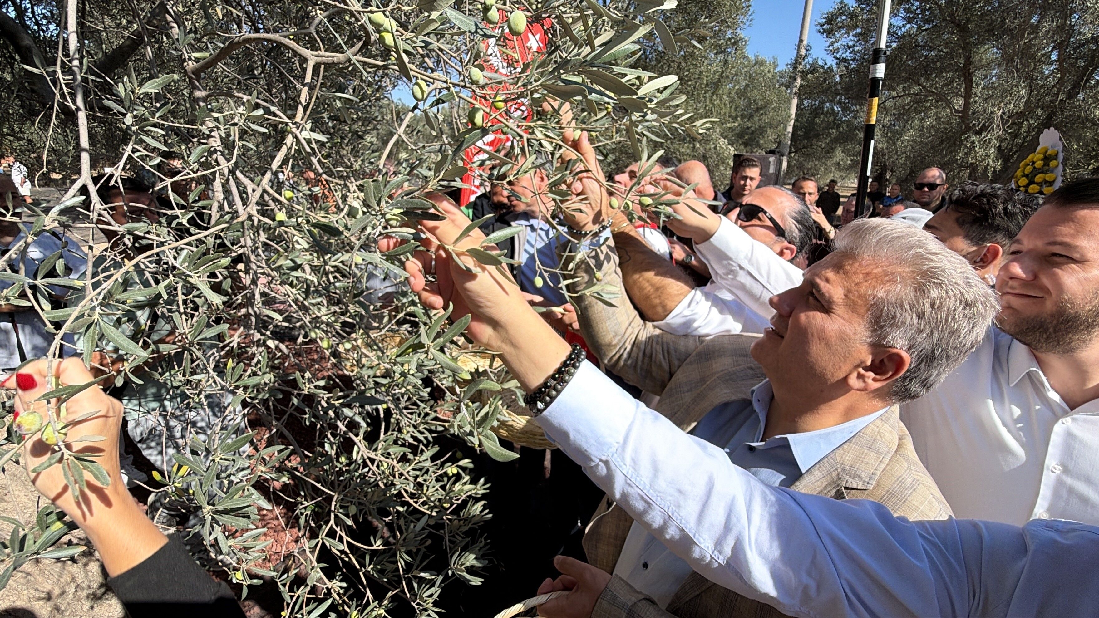 Bin Yıllık Zeytin Ağacından Hasat Yapıldı Yağı Aynı Gün Tadıldı (1)