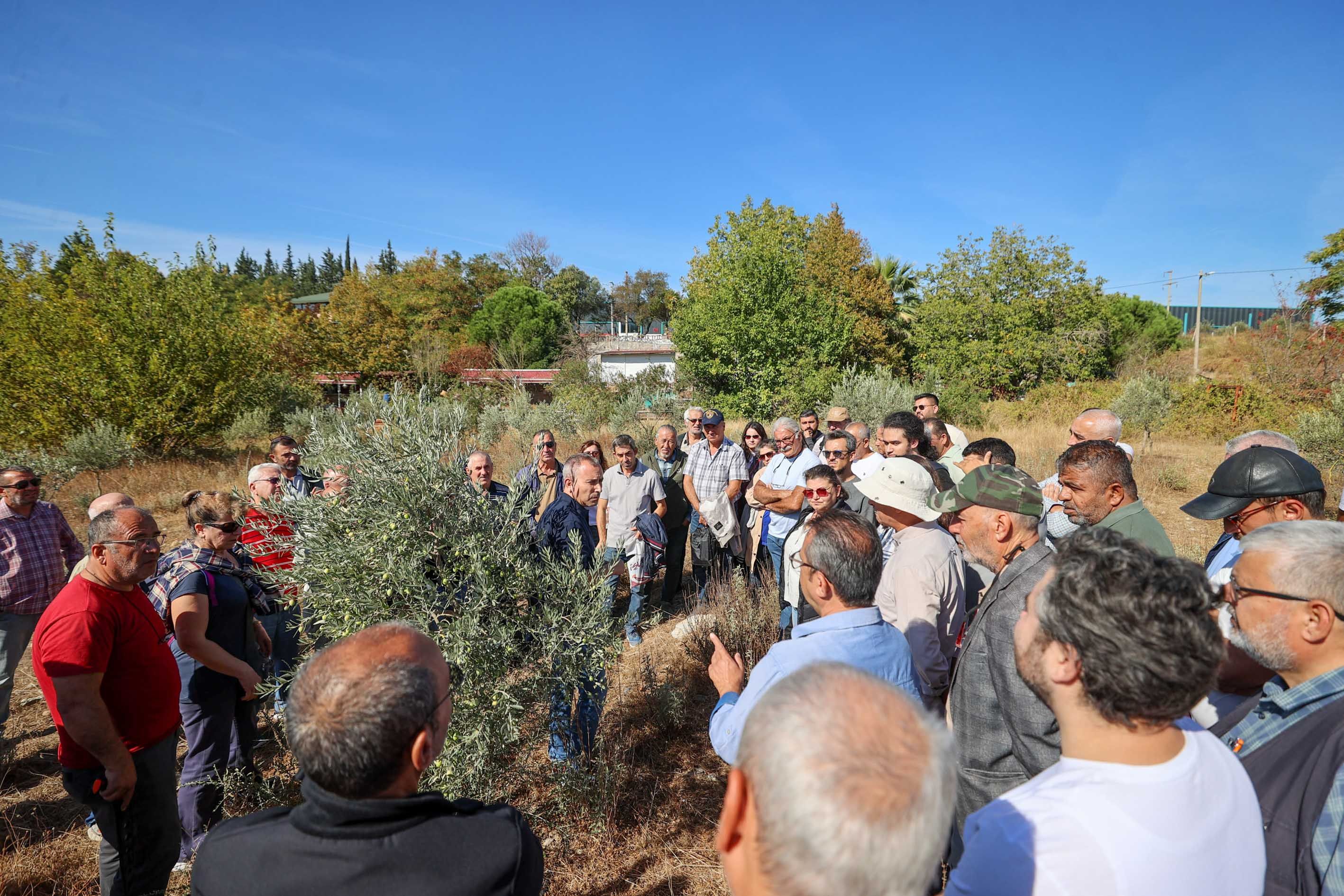 Buca’da Zeytin Üreticilerine Sertifikalı Budama Eğitimi Verildi (1)