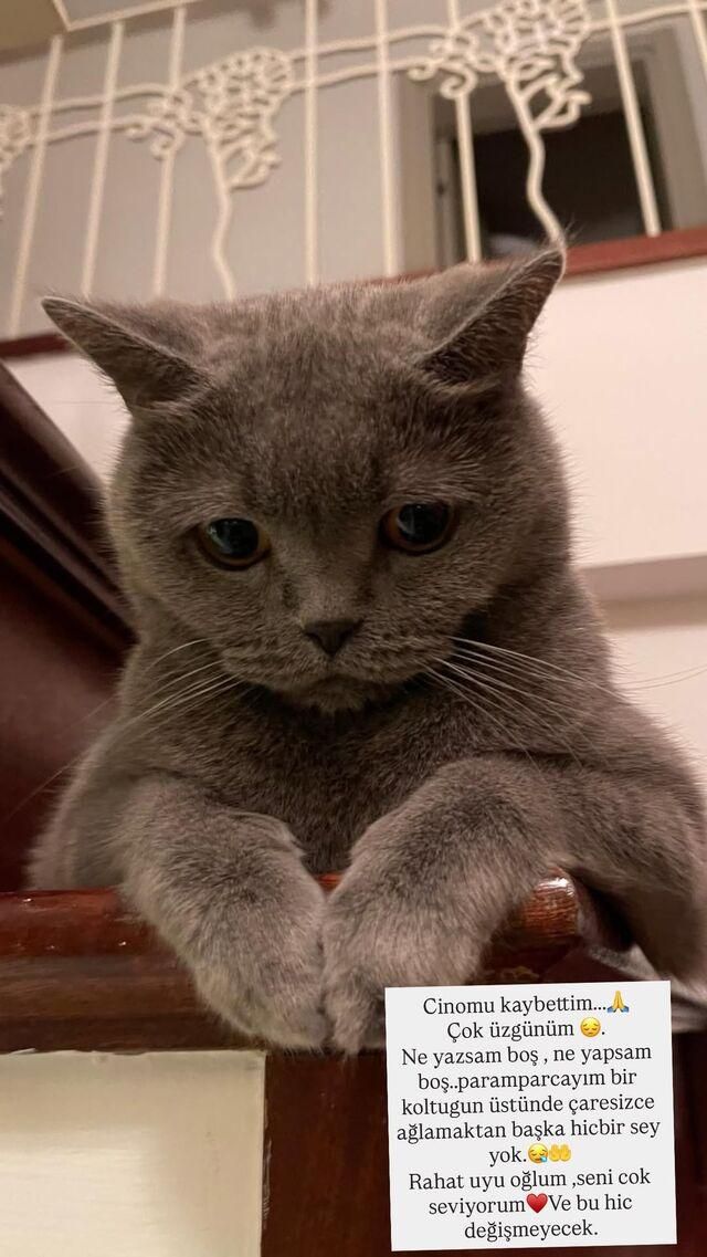 Cino