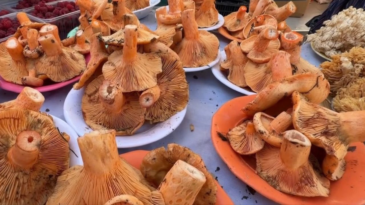 Doğadan Toplanan Mantarlarda Büyük Risk İlk Saatlere Dikkat! Pişirmek De Kurutmak Da Yetmiyor (1)
