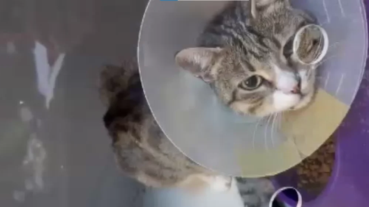 İzmir’de öğrencilerden örnek dayanışma! Yaralı kedi için el ele verip harçlıklarını biriktirdiler