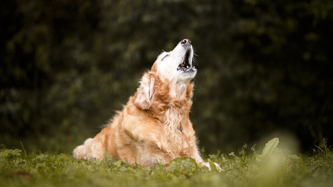 Yıllardır yanlış biliyorsunuz! Köpeğiniz gece uzun uzun uluyorsa nedeni sandığınız şey olmayabilir