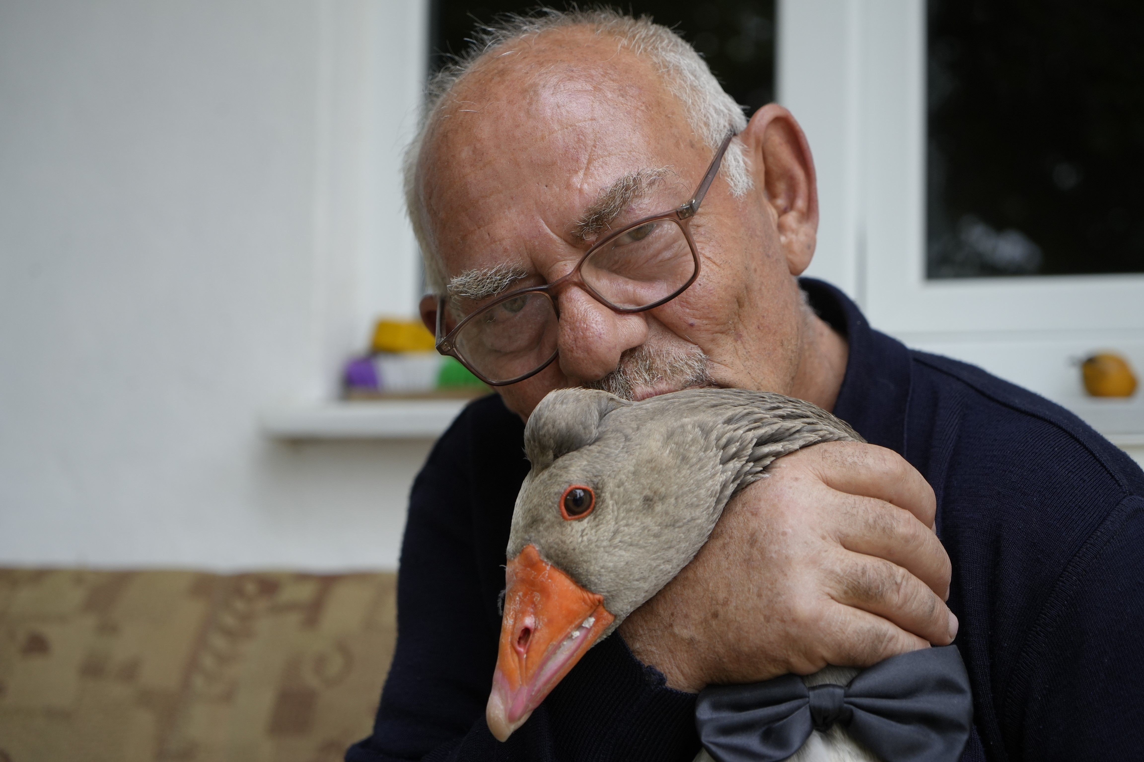 Sürüden Dışlanan Kazın Yeni Ailesi Oldu İsmail Dedesinin Peşinden Ayrılmıyor (1)