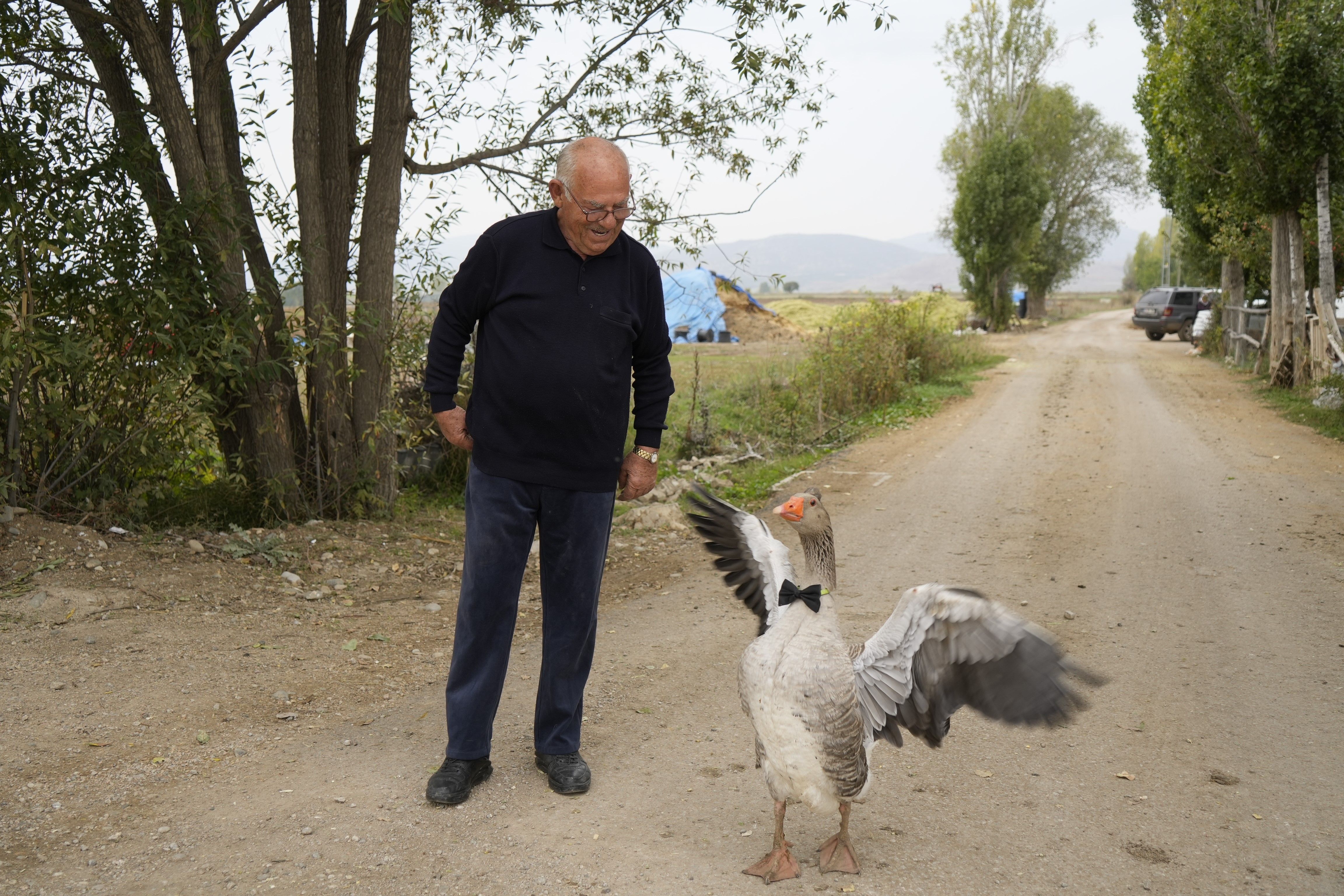 Sürüden Dışlanan Kazın Yeni Ailesi Oldu İsmail Dedesinin Peşinden Ayrılmıyor (3)