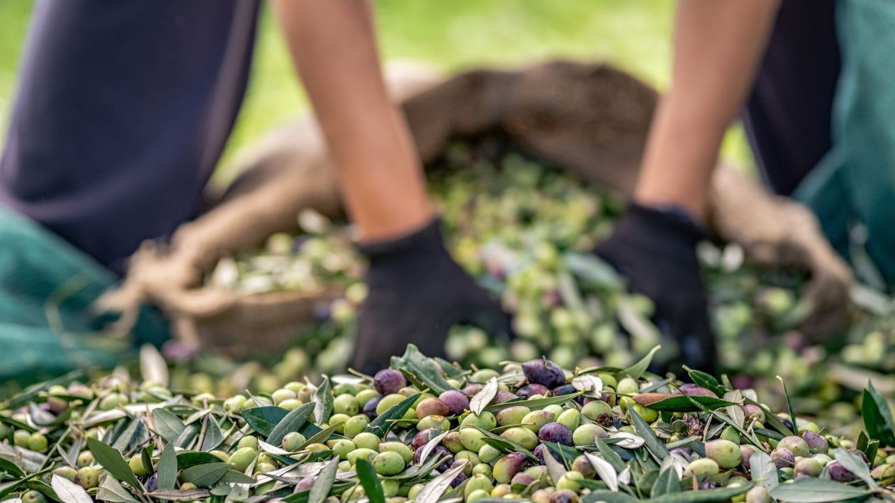 Türkiye’nin Zeytin Ve Zeytinyağı Ihracatı 9 Ayda Yüzde 28 Geriledi (2)
