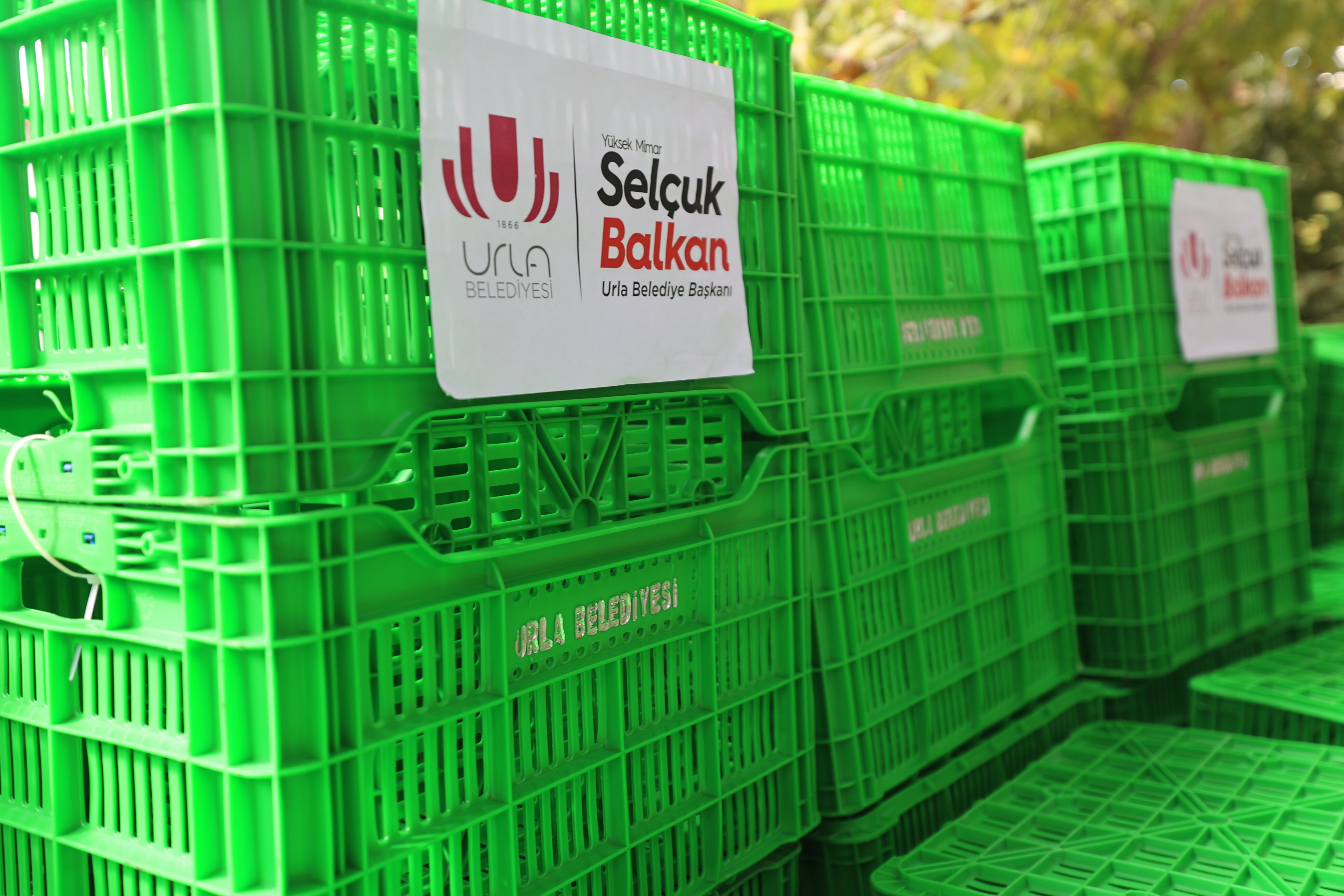 Urla Belediyesi'nden Üreticilere Destek 10 Bin Zeytin Fidanı Daha Dağıtacak (1)