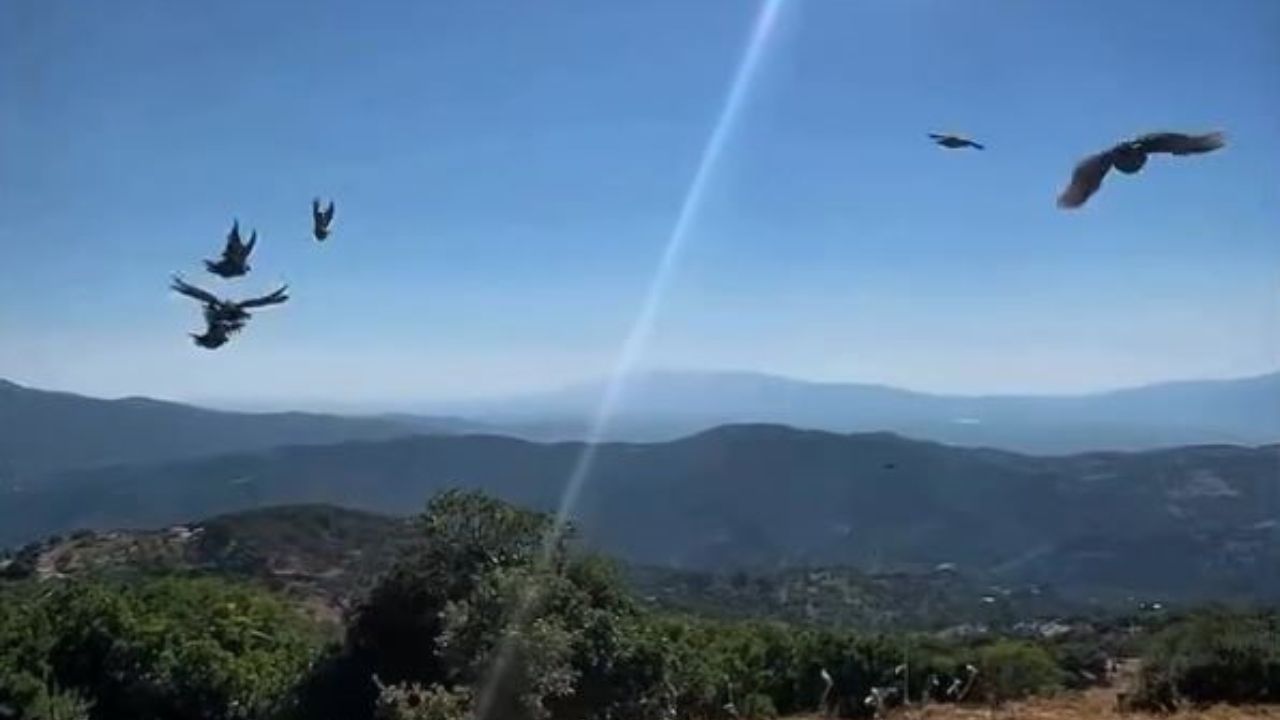 Yaban Hayatı Için Yeni Adım Kınalı Keklikler Doğayla Buluştu (2)